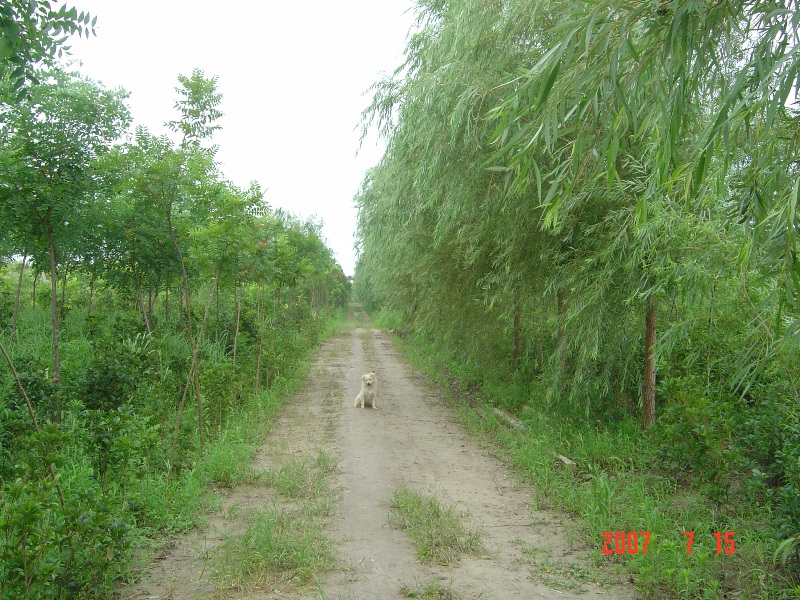 南通錦繡河山苗木基地近況 （七月）