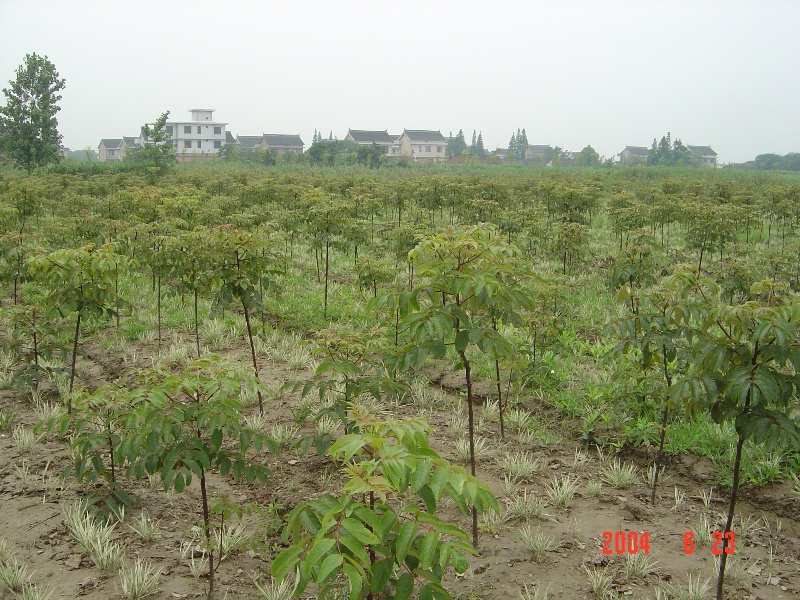 南通錦繡河山苗木基地近況（六月） 